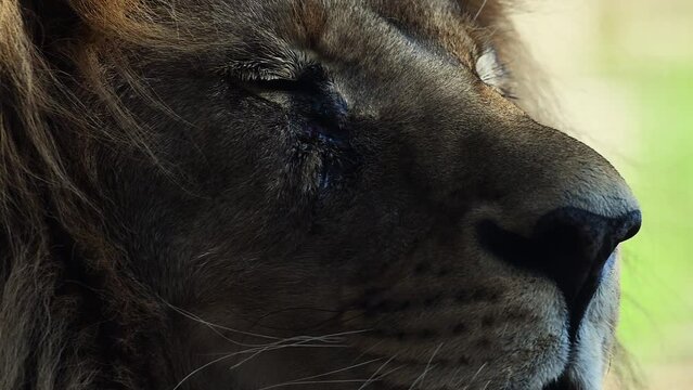 Big male lion king beautiful morning portrait, Southwest African lion close look filmed on high quality high speed camera nikon z9 