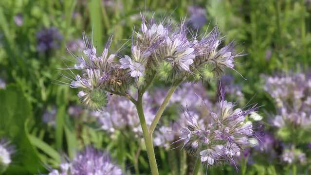 Phacelia flower - honey plant, green manure used in organic farming.  Lacy phacelia or Phacelia tanacetifolia flower in field. This plant is grown as a cover crop and bee attractant