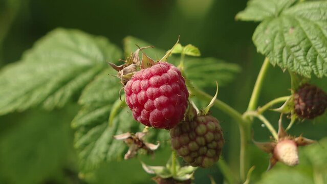 Berry of fresh organic raspberry close-up. New harvest in summer on a raspberry bush. Delicious juicy red raspberries