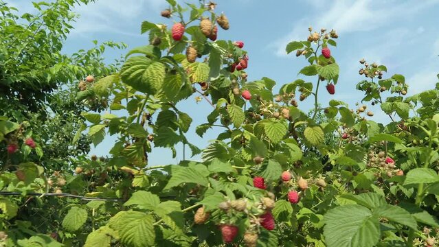 A row of raspberry plants fruits in a farm under the bright sunlight. Raspberries ripening in a field in July. Rows of green raspberries grow in the field. The concept of farming
