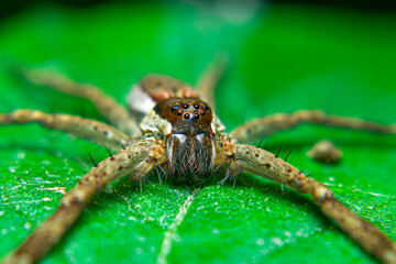 Long-legged brown spider on a leaf quietly waiting for prey that alights on a flower