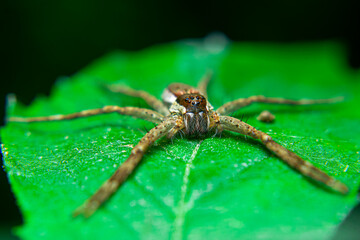 Long-legged brown spider on a leaf quietly waiting for prey that alights on a flower