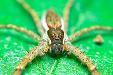 Long-legged brown spider on a leaf quietly waiting for prey that alights on a flower