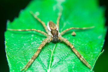 Long-legged brown spider on a leaf quietly waiting for prey that alights on a flower