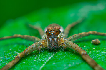 Long-legged brown spider on a leaf quietly waiting for prey that alights on a flower