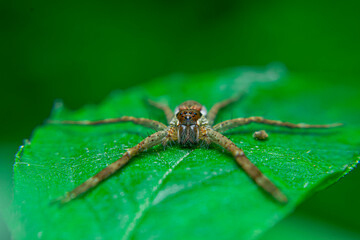 Long-legged brown spider on a leaf quietly waiting for prey that alights on a flower