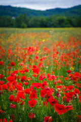 Red poppies field and hills right outside Mirepoix in the south of France (Ariege)