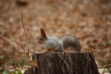 Fototapeta premium cute squirrel sitting on a stub in autumn park