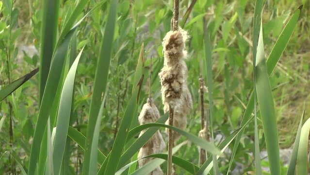 Narrowleaf cattail, Reedmace tule The seeds break from the flower pods.  Mature cones with seeds of the plant Cattail. The compact brown flower gets fluffy with lots of seeds in it. 
