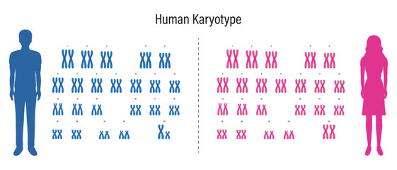 Human karyotype. Autosome and Sex chromosome. Male and Female.