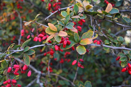 Barberry bush with red small ripe berries.