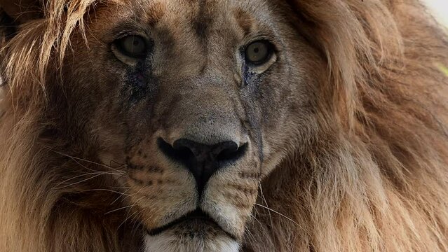 Big male lion king beautiful morning portrait, Southwest African lion close look filmed on high quality high speed camera nikon z9 