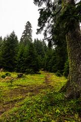 Green slopes covered with fir trees