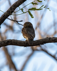 A jungle owlet perched on a tree branch inside Pench National Park during a wildlife safari