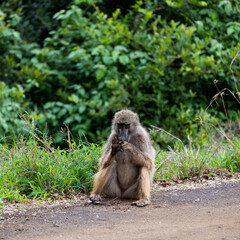 Chacma baboon counting to five
