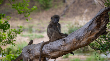 Chacma baboon sitting on a fallen tree