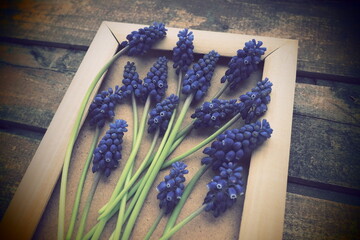 Blue spring flowers on a wooden photo frame. Muscari armeniacum on a wooden background. Bright postcard, congratulations. Copy space still life flat lay. Retro vintage style. Armenian grape hyacinth.