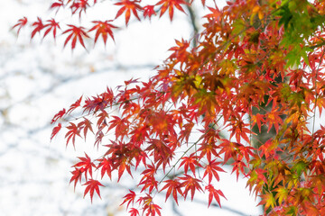 秋の紅葉