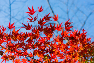 秋の紅葉