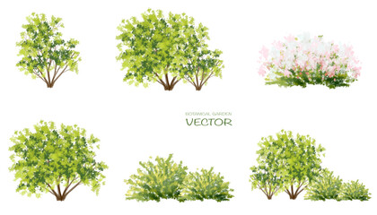 Vector watercolor of tree side view isolated on white background for landscape  and architecture drawing, elements for environment and garden, painting botanical for section and elevation  - obrazy, fototapety, plakaty