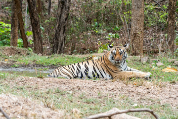A female tigress drinking water from a waterhole inside the park inside her territory in Pench National Park during a wildlife safari 