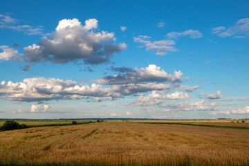 Fototapeta premium Scenic rows of agricultural fields on a summer farm in the evening. Aerial photography, top view drone shot. Agricultural area of Moscow region. Agrarian land in summertime. Beauty of earth