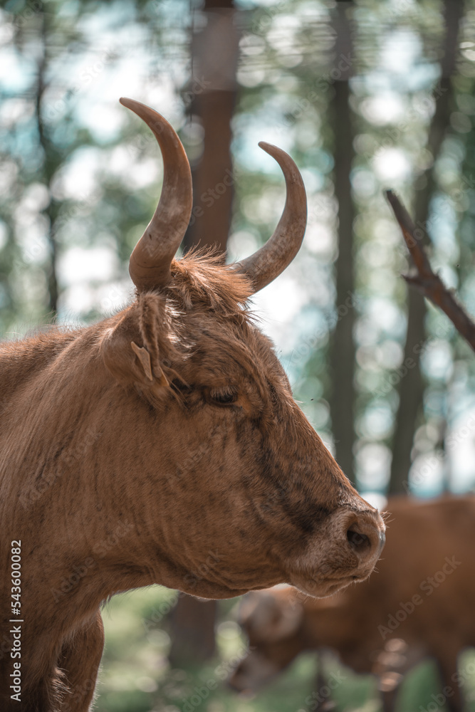 Poster a brown cow with horns standing in a forest area with other cows in the background and trees in the 