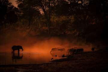 Elephant and Buffalo drinking water at sunset in the Kruger National Park, South Africa