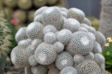 Close-up of Mammillaria cactus clumping with round-shaped, small thorns and white wool. Beautiful white cactus for garden decoration.
