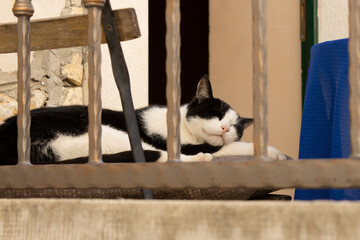 A cat with a black and white fur is sleeping on a pillow on a balcony in Split, Dalmatia, Croatia.