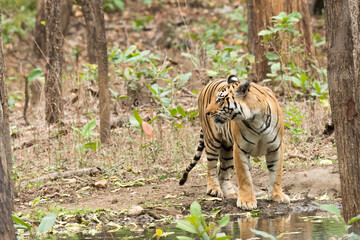 A female tigress walking inside her territory in Pench National Park during a wildlife safari 