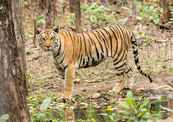 A female tigress walking inside her territory in Pench National Park during a wildlife safari 