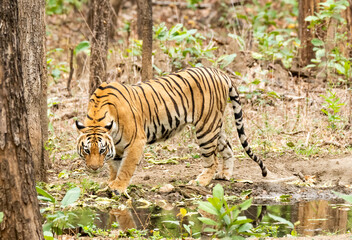 A female tigress walking inside her territory in Pench National Park during a wildlife safari 