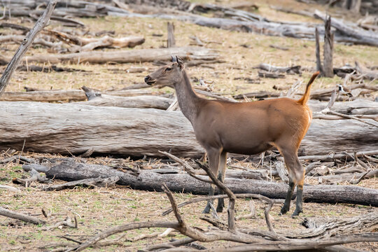 A sambar deer in attention looking for a predator inside Pench National Park during a wildlife safari