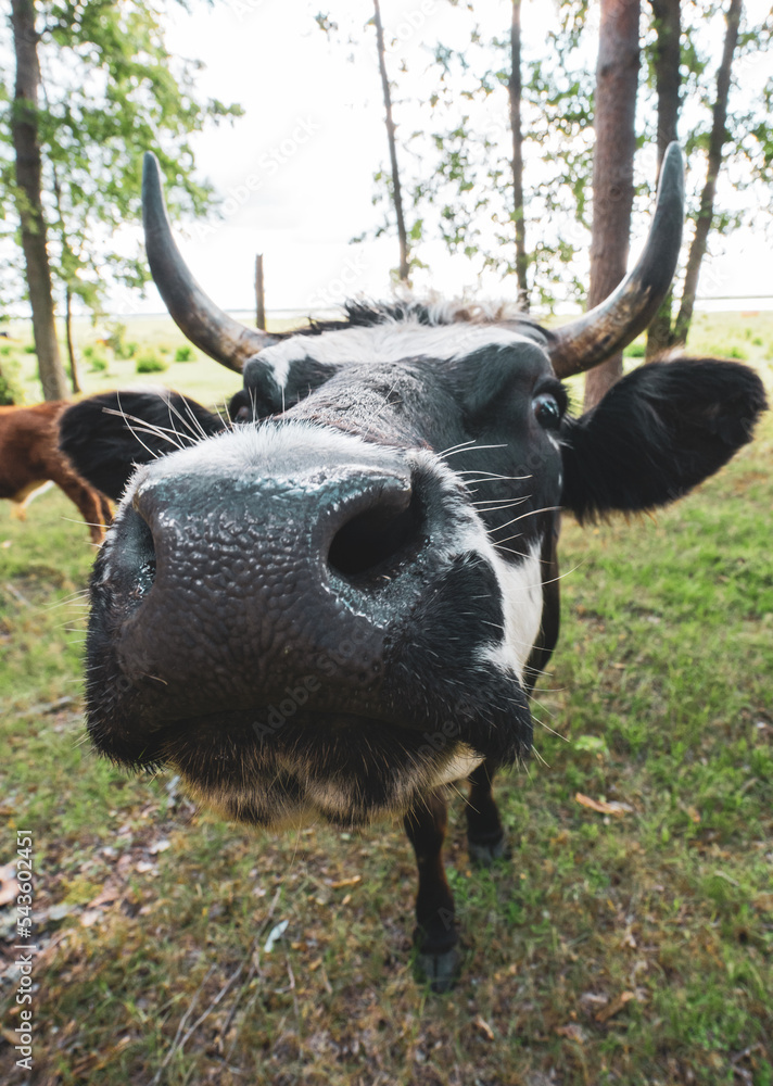 Poster a cow with horns standing in a field of grass and trees in the background.