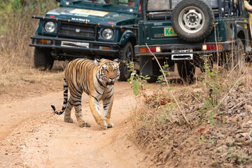 A female tigress walking with tourist vehicles following very closely inside her territory in Pench...