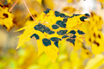 yellow maple leaf covered with black spots close-up.