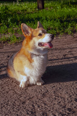 a corgi dog sits on a path in the park on a bright sunny day. vertical snapshot.