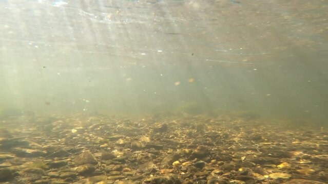 Turbulence Creek River Trout Stream 15