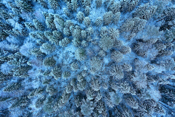 trees forest frost top view background, abstract drone view nature seasonal winter spruce