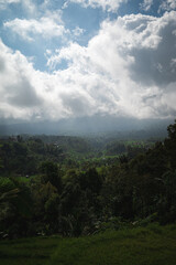 landscape with a rice fields terraces