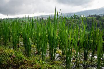 landscape with a rice fields terraces
