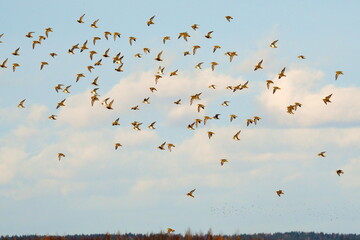 A flock of about a hundred birds. The European golden plover (Pluvialis apricaria), also known as the European golden-plover or Eurasian golden plover, is a largish plover