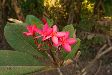 pink and white flower,Pink flowers or hibiscus in the natural garden