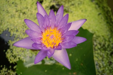 purple water lily