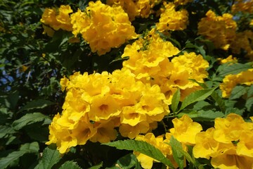 yellow flowers in a garden