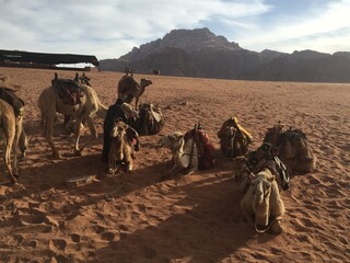 Jordan camels