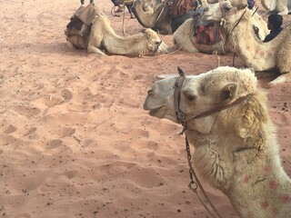 Jordan camels