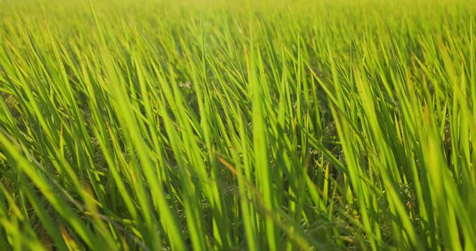 Fresh raw paddy riced field