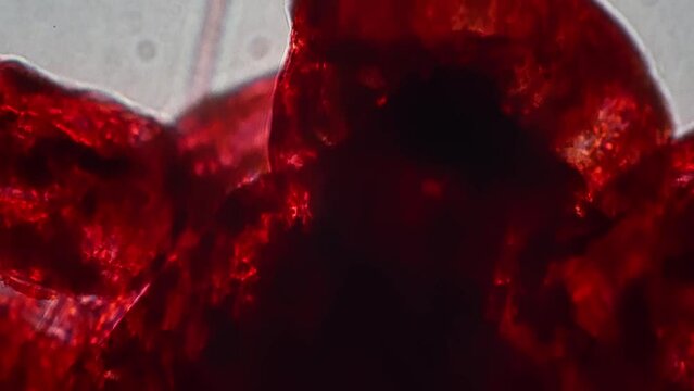 Isolated macro footage of cyclops on white background made under microscope 400x. Closeup view of plankton body with legs living in fresh water. Concept of detailed investigation of aqua arthropod